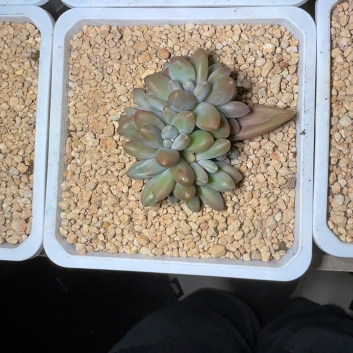 戴蒙德 群生 一物一拍