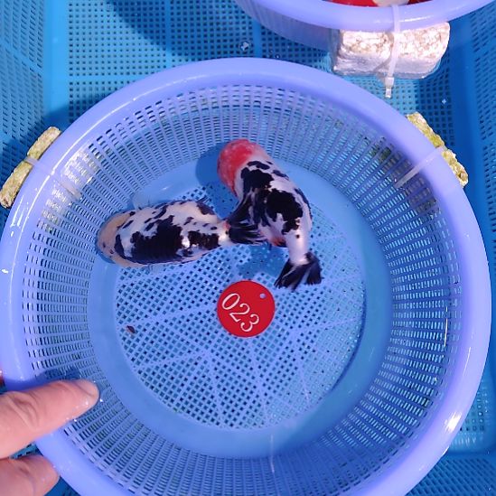 金鱼023兰寿两只特价顺丰包邮