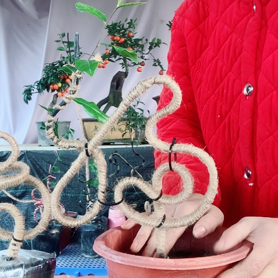 无花朵金弹子福。 