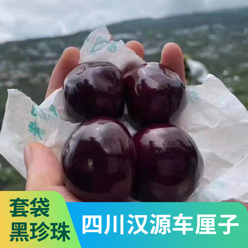 【川渝专属】四川汉源车厘子精品套袋黑珍珠大樱桃甜樱桃软糯甜3斤