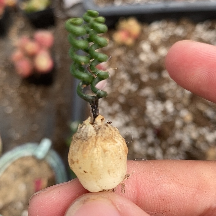 724钢丝弹簧草一颗。    