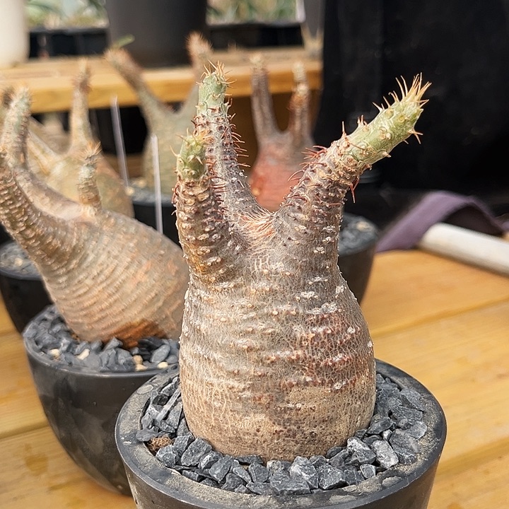 潮流植物圆胖象牙宫