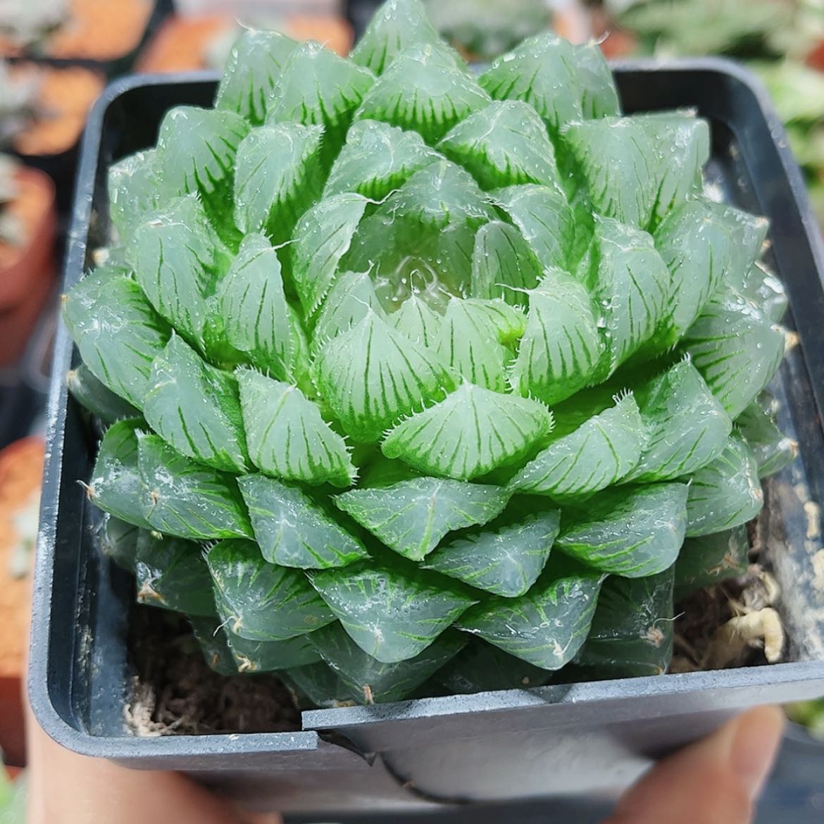 【闪购商品】冰川玉露