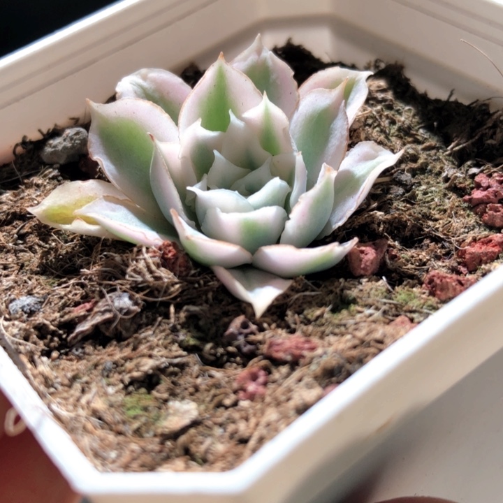 蓝丝绒白覆轮锦带盆发