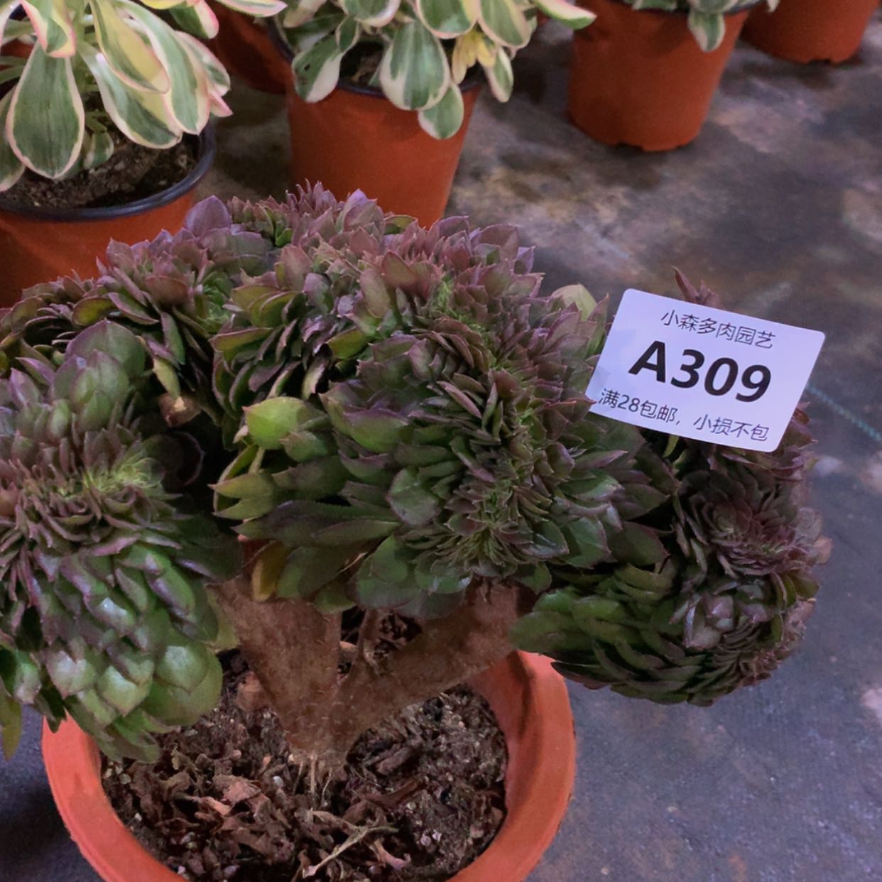 【闪购商品】309万多肉