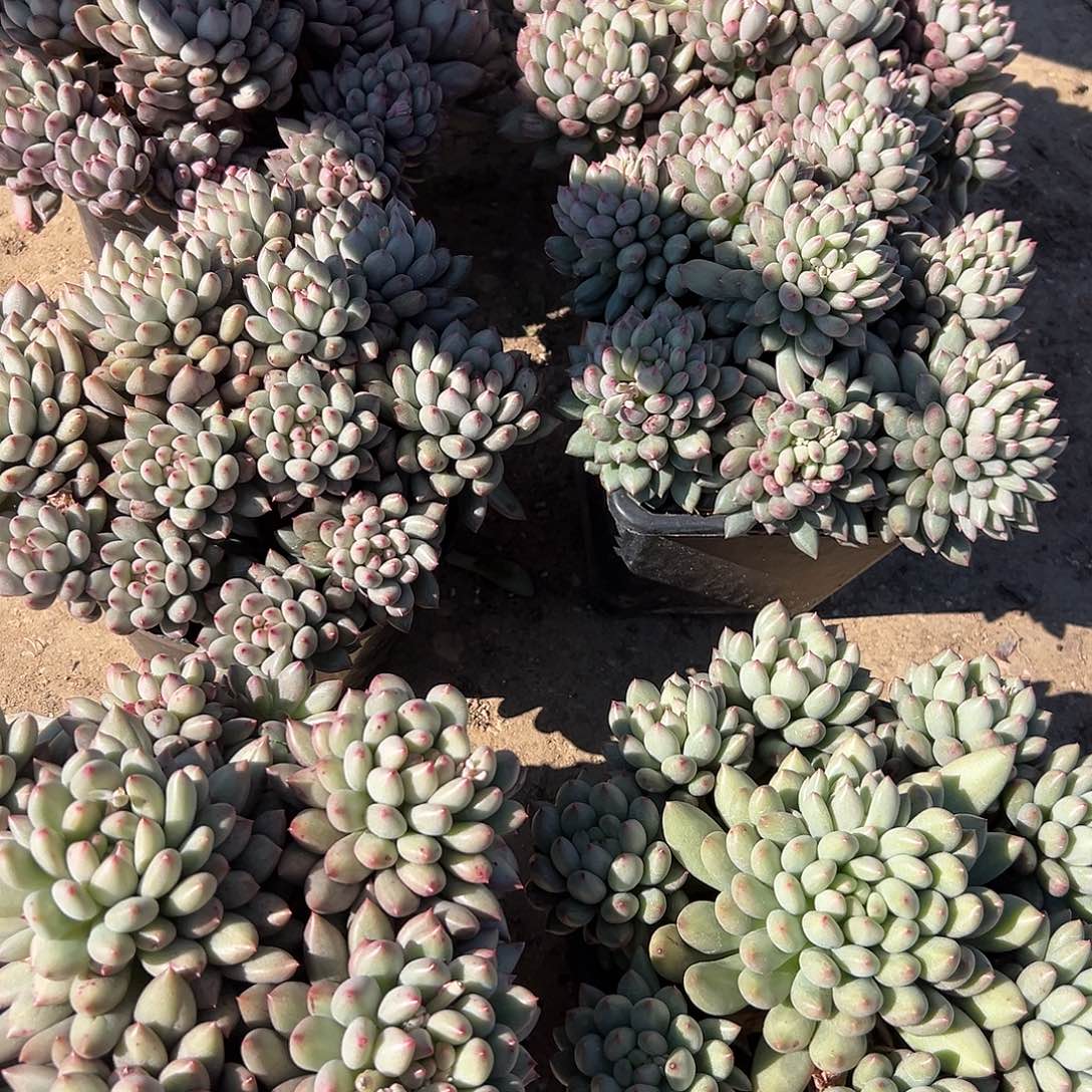 平头岩字多肉。     