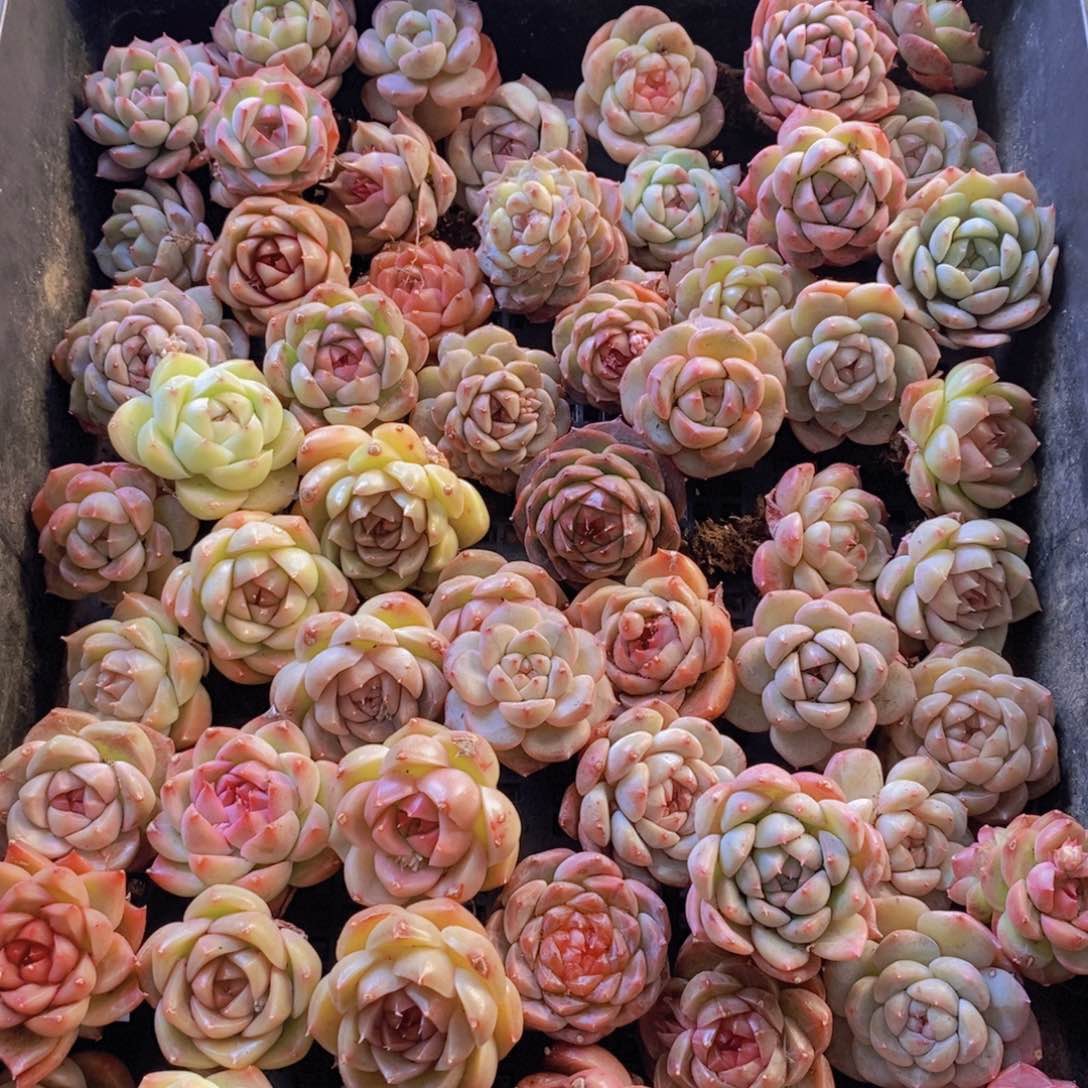 一物一拍。 133。  