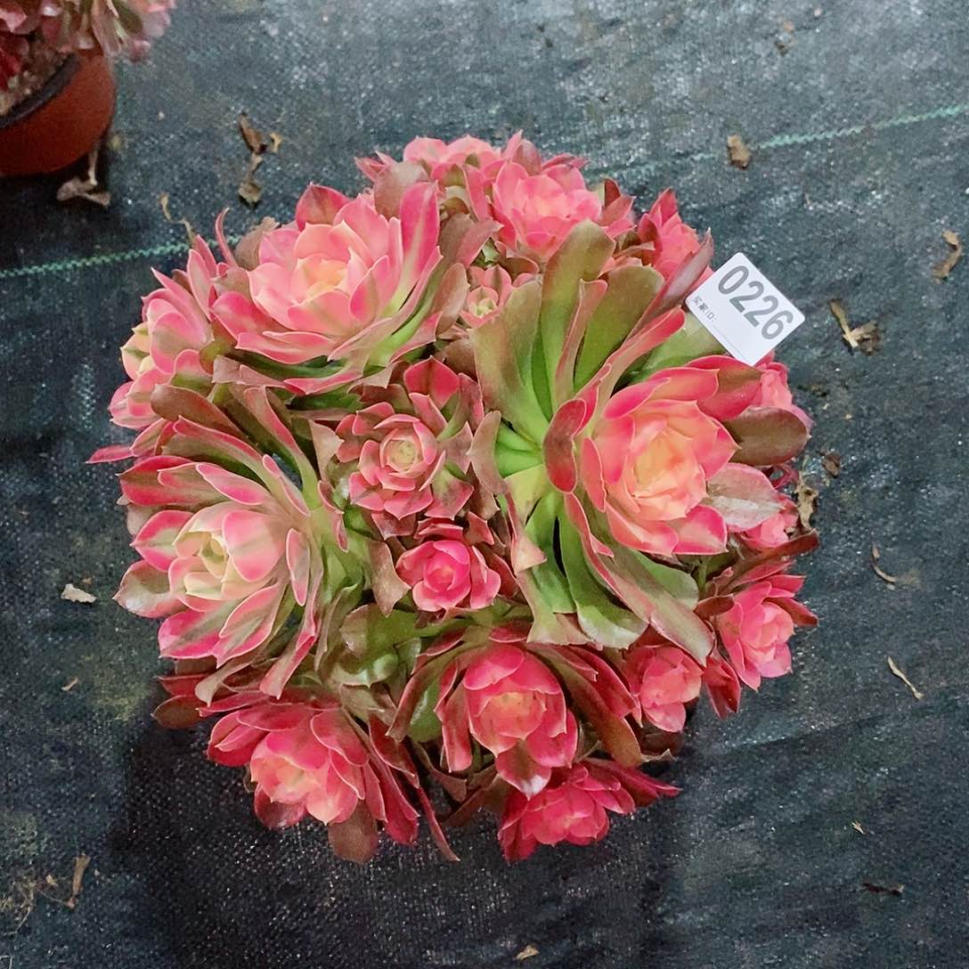 香妃226多肉11111