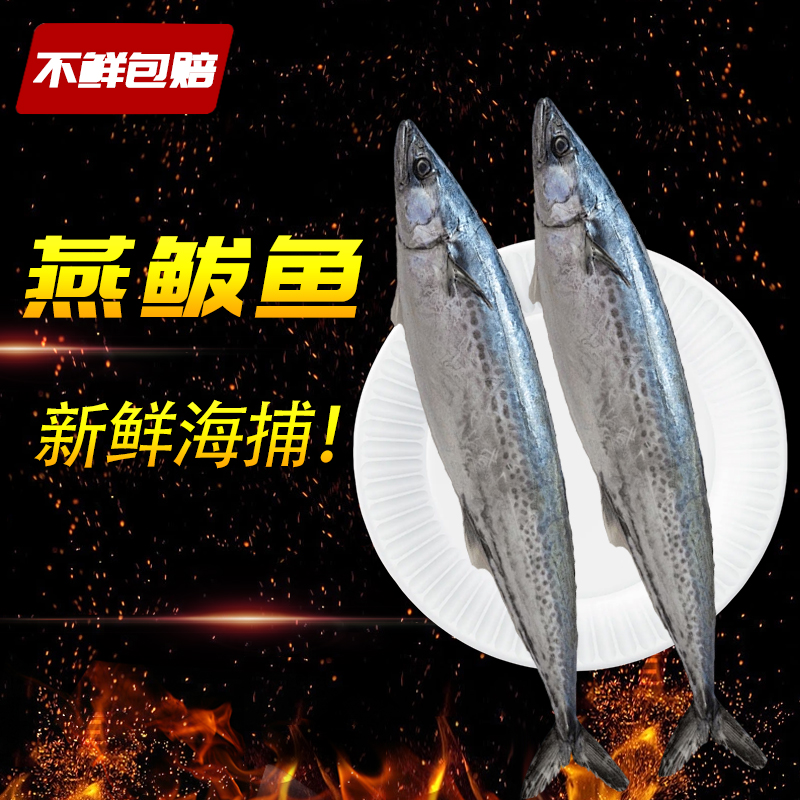 燕鲅鱼大号新鲜蓝点马鲛鱼野生海捕白腹马鲛威海产地直发送礼年货