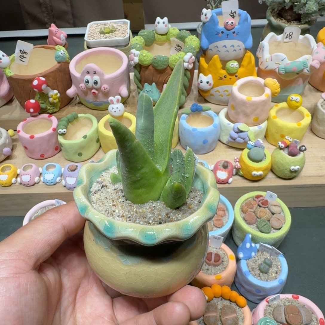 红陶蘑菇508怪奇鸟