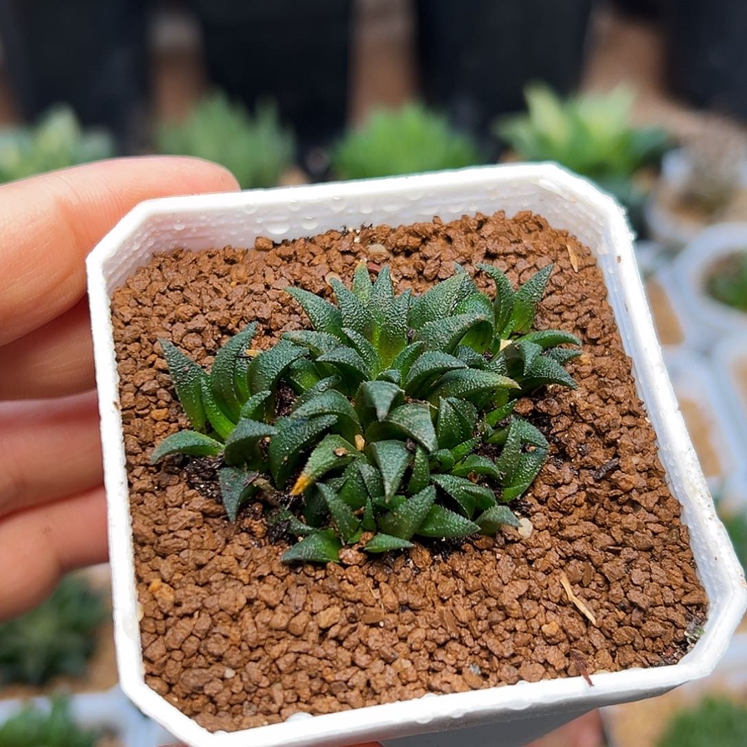 小型群蛟群一颗     