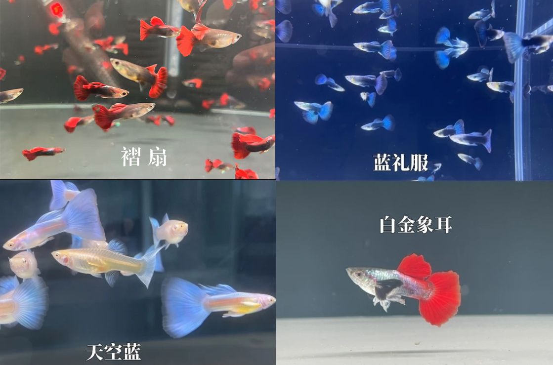 白金象耳1对+褶扇1对+天空蓝1对+蓝礼服1对