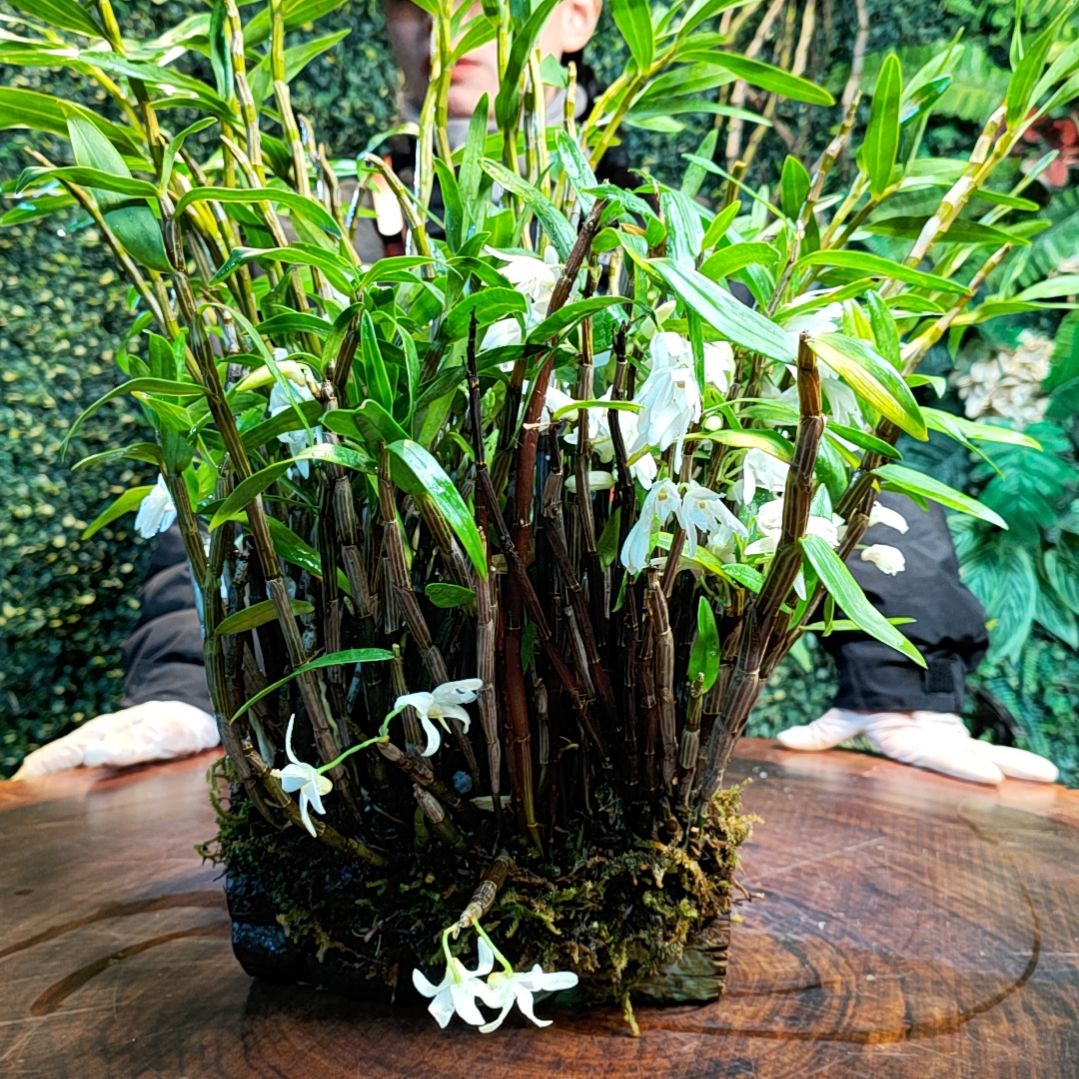 【闪购商品】124叠鞘花花铜皮