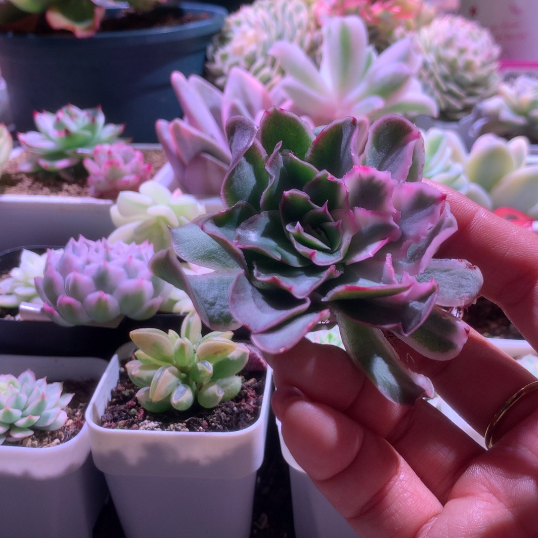 紫蝴蝶带两个侧芽有根