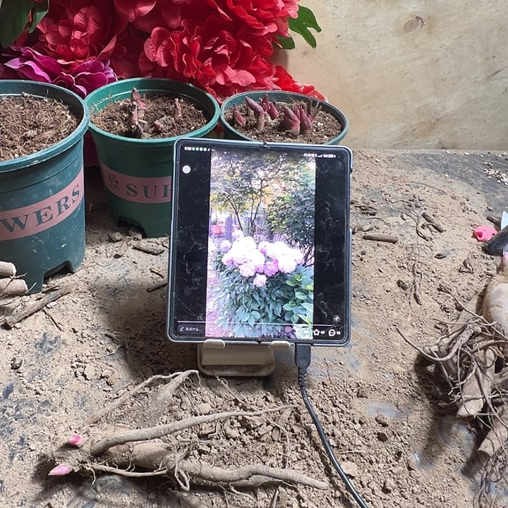 冷***知完全开放晴雯一物一拍