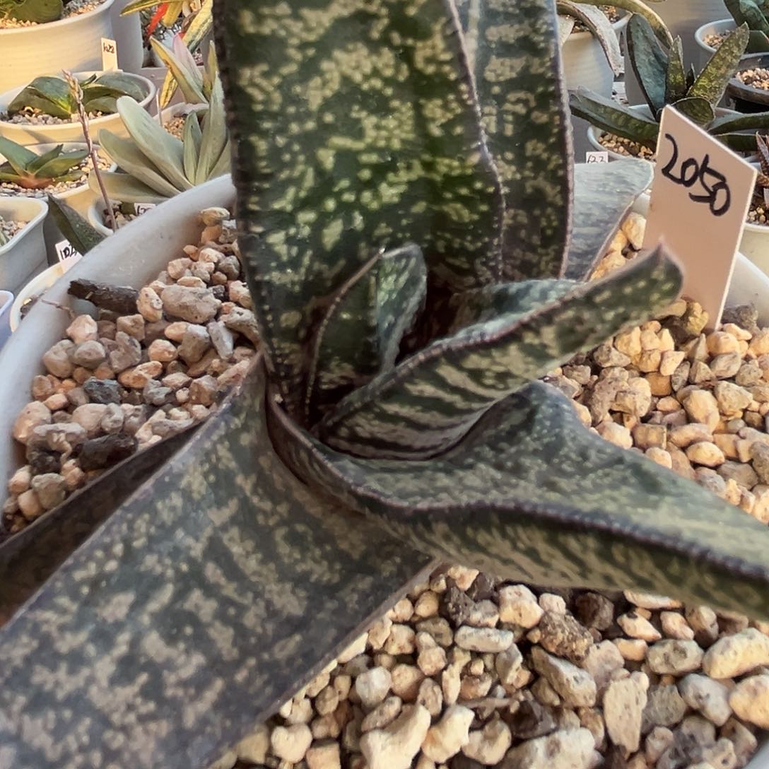 2050脱土发货11111111