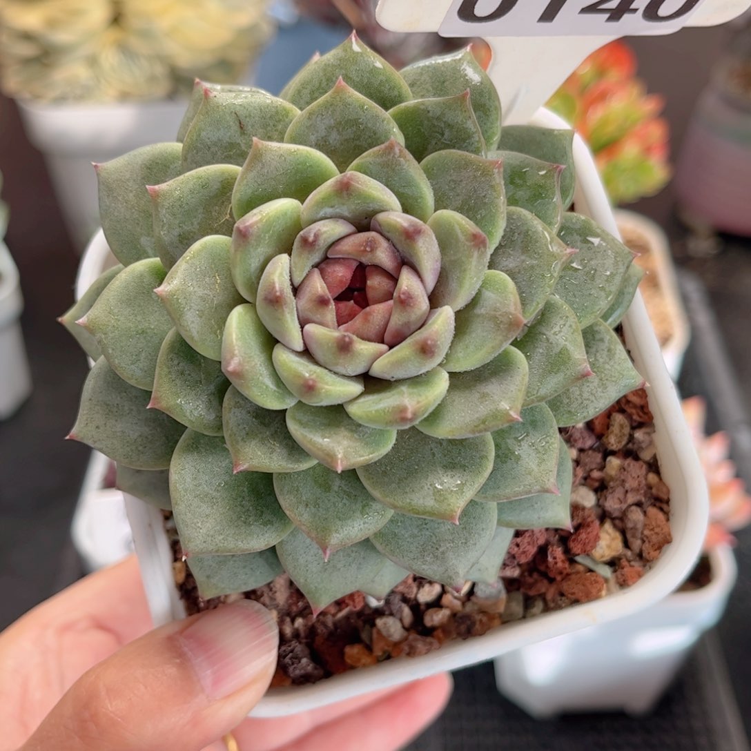 多肉植物0140 一定要拍个冷链哦