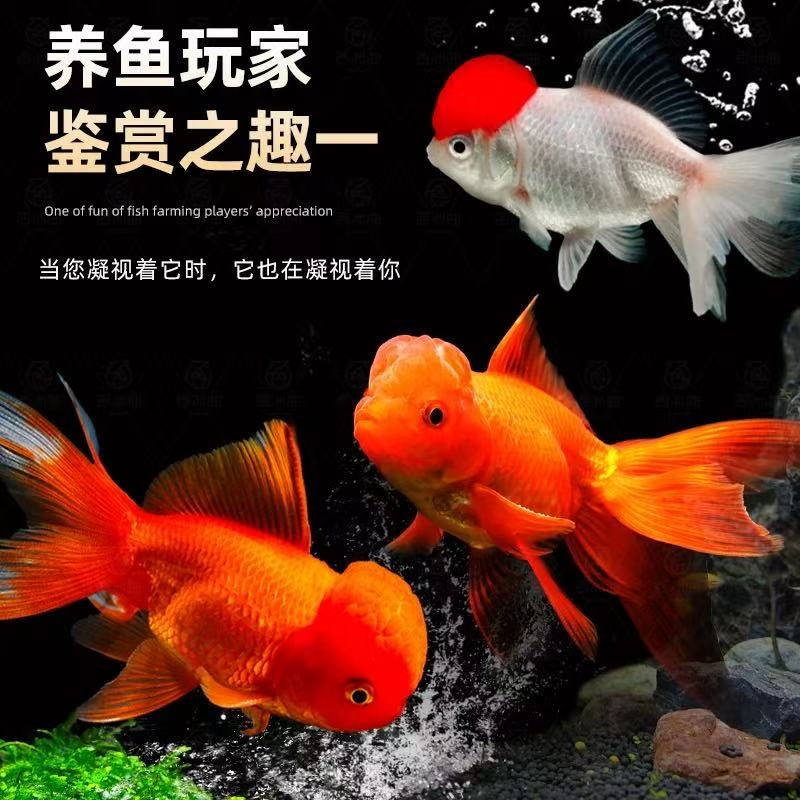 包邮好养耐活观赏金鱼招财观赏鱼百褶泰狮丹顶红金鱼招财金鱼