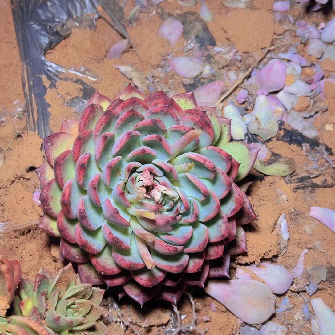 冬云多肉一棵发货