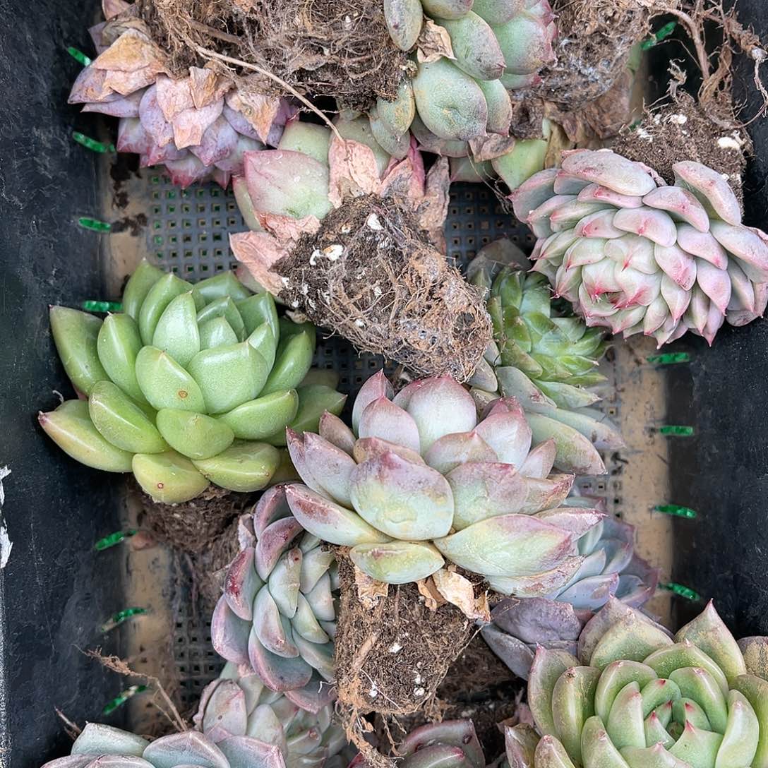 多肉一物一拍25-107