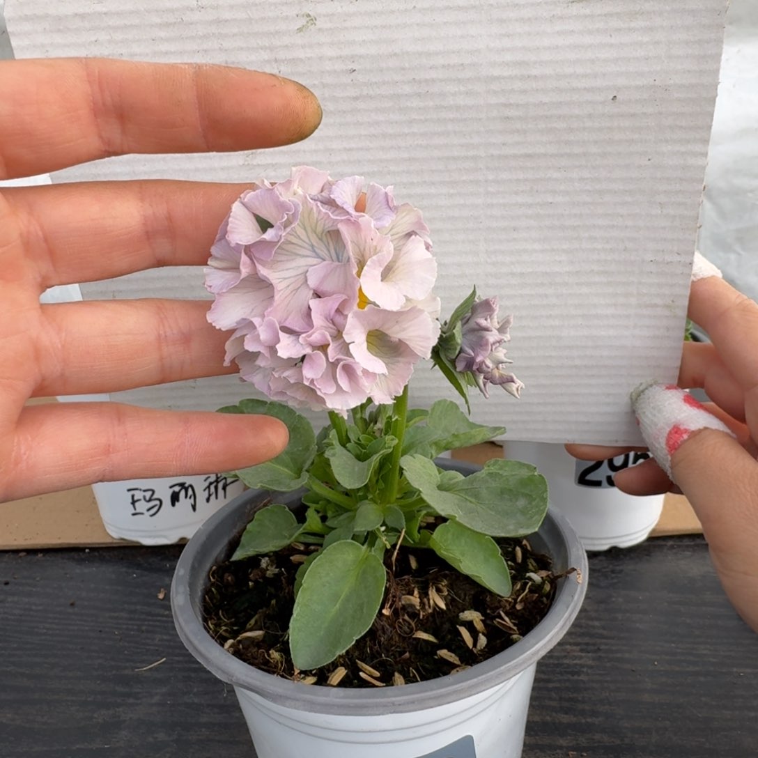 全部花朵309号角堇