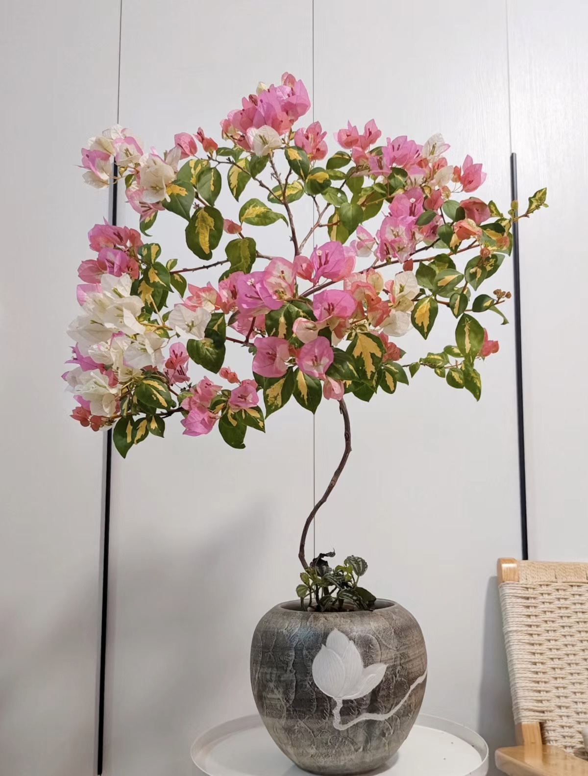 橙口红三角梅/四季勤花/盆景/好养易活/花园/阳台/客厅可直接摆放