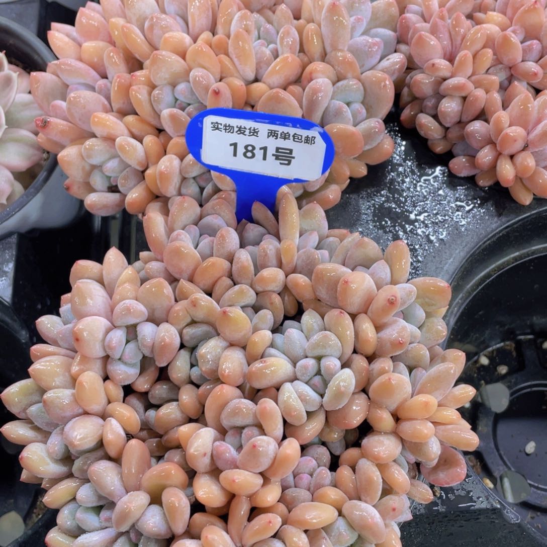 181号香水拼盘一大盒