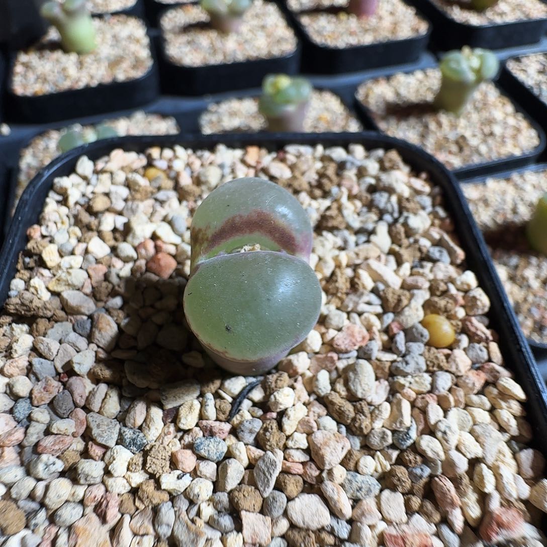 爱***猫多肉植物福利风铃