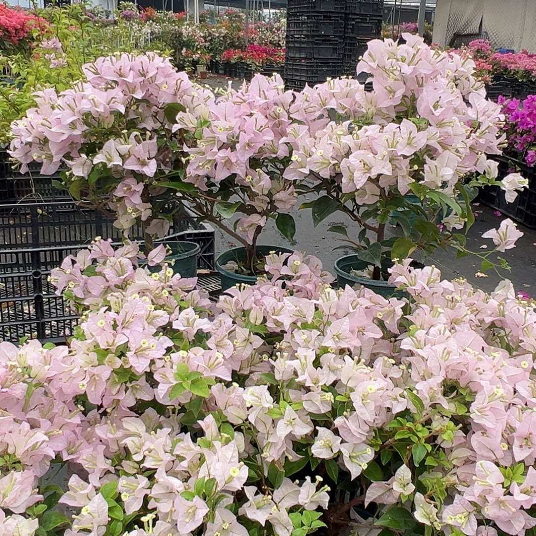 大部分花苞少量开放苹果花掌中宝一颗