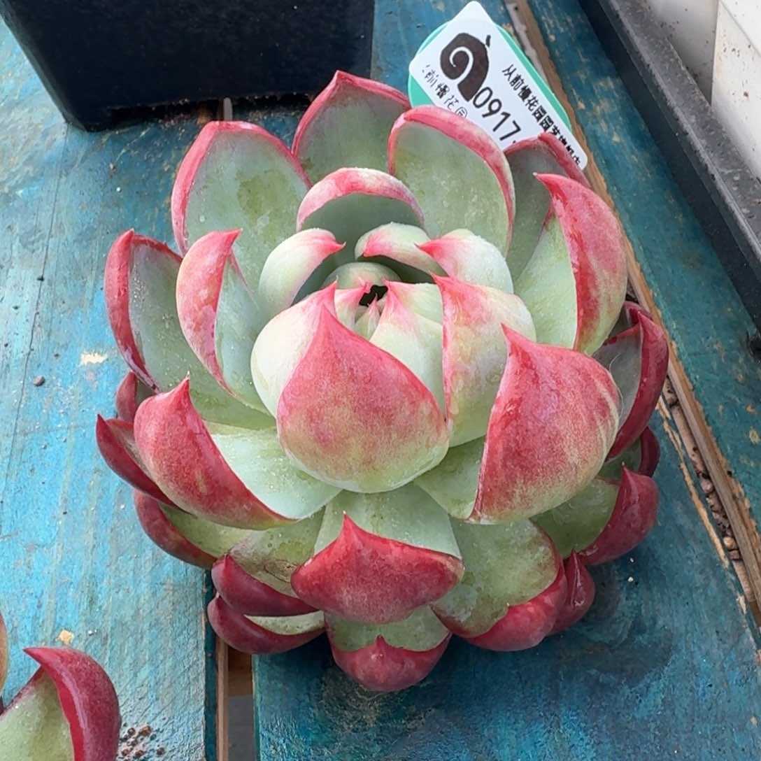 从前慢多肉精选编号0917.2