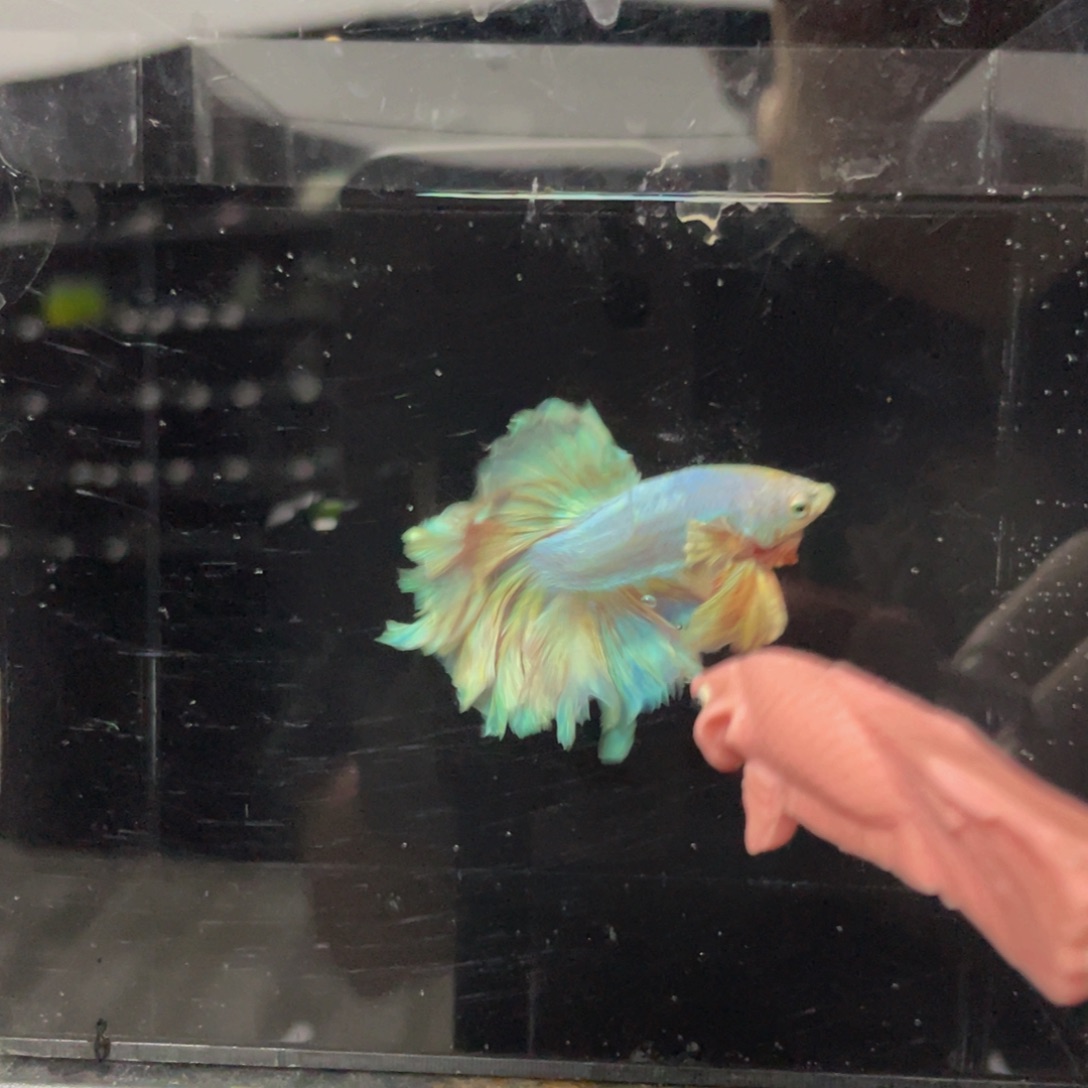 斗鱼还号哈哈哈啊哈哈561