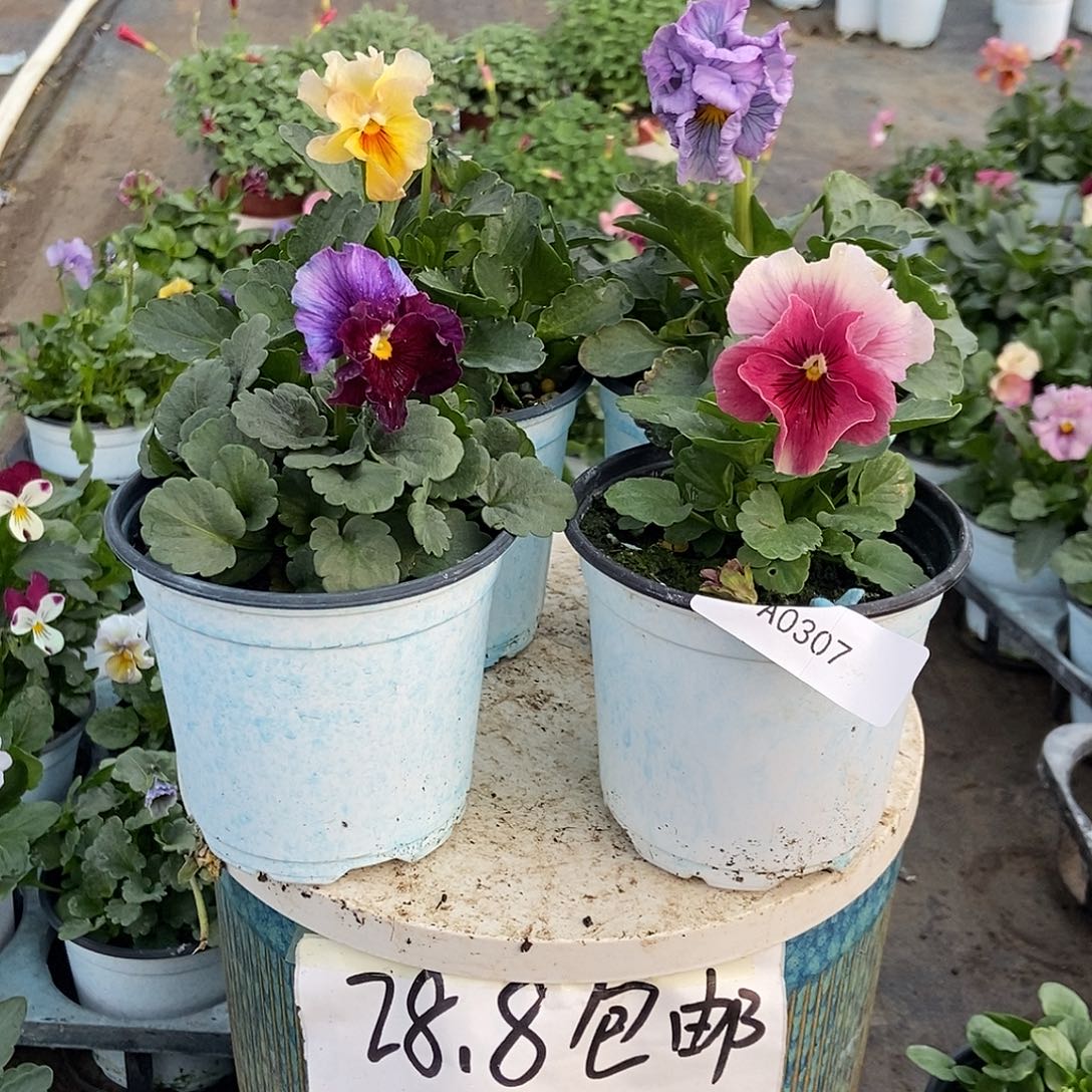 大部分花苞少量开放307