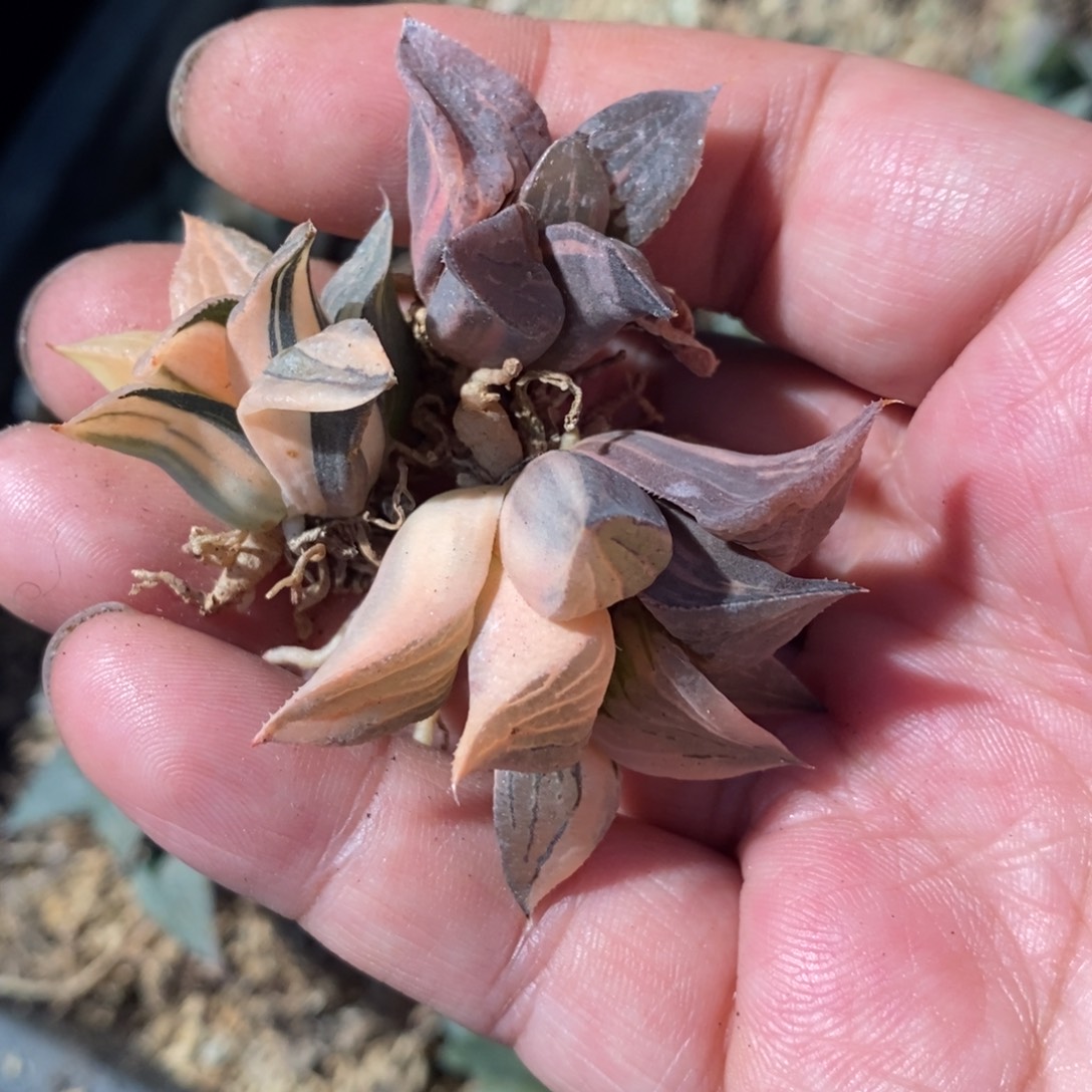 凡***一131 三颗一起 新粉福利