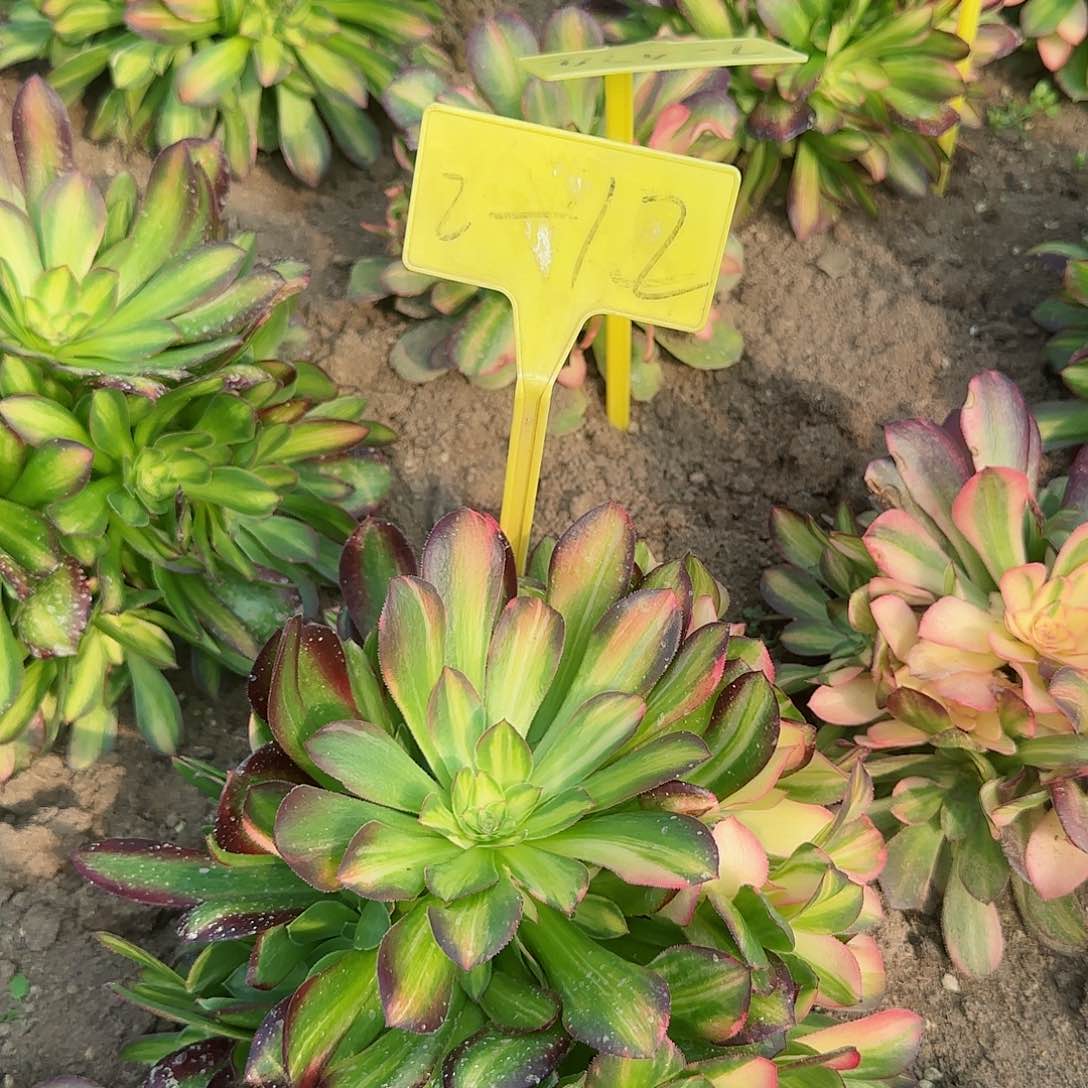 2-12---多头多肉植物