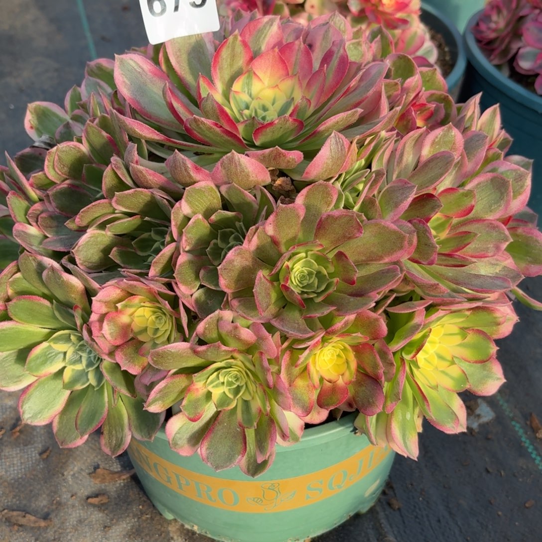 679大海鲜多肉植物福利