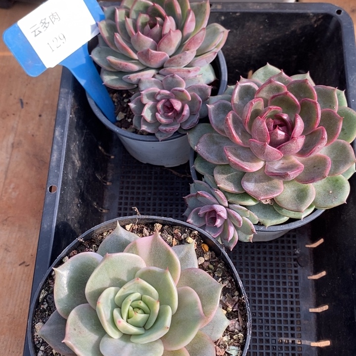 D129- 直播福利 三颗