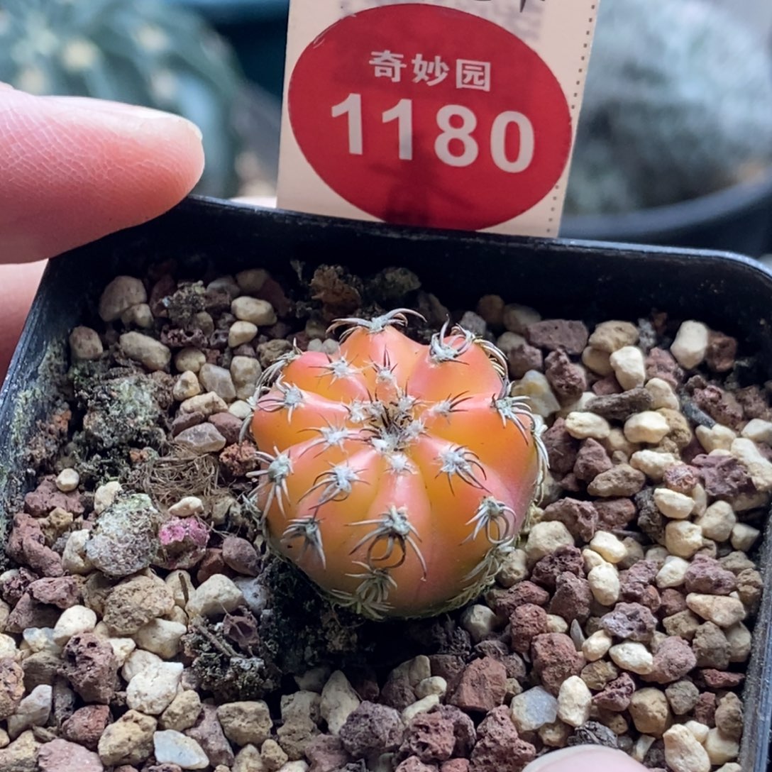 实生奇特球锦2cm一棵仙人球