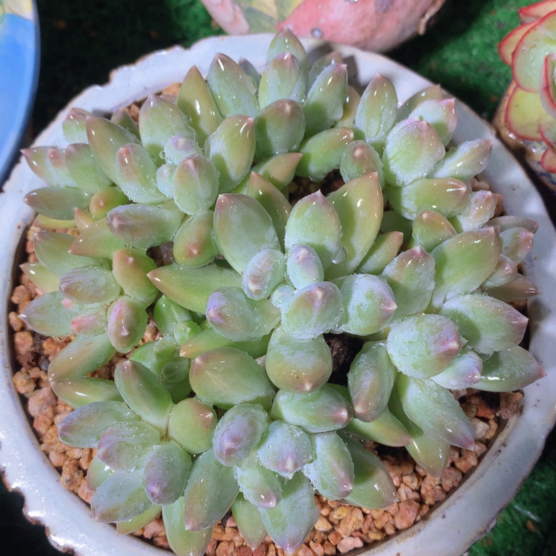 美人群14 公分一物一拍