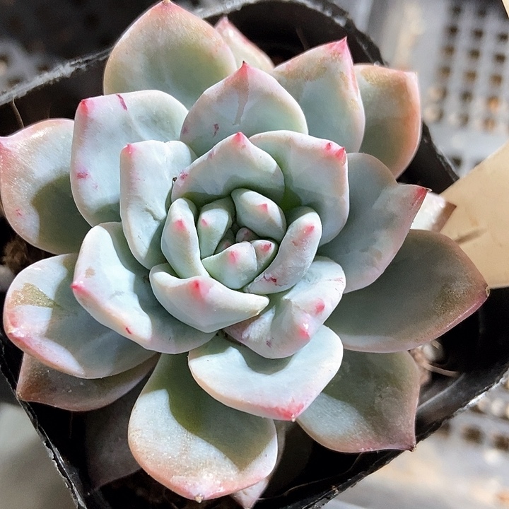 多肉植物2005多肉