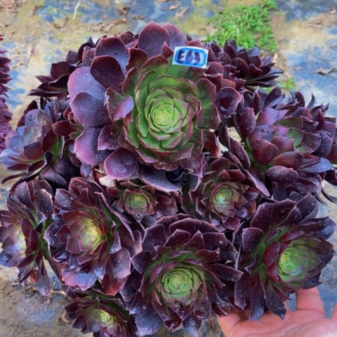 万圣节黑多肉63多肉