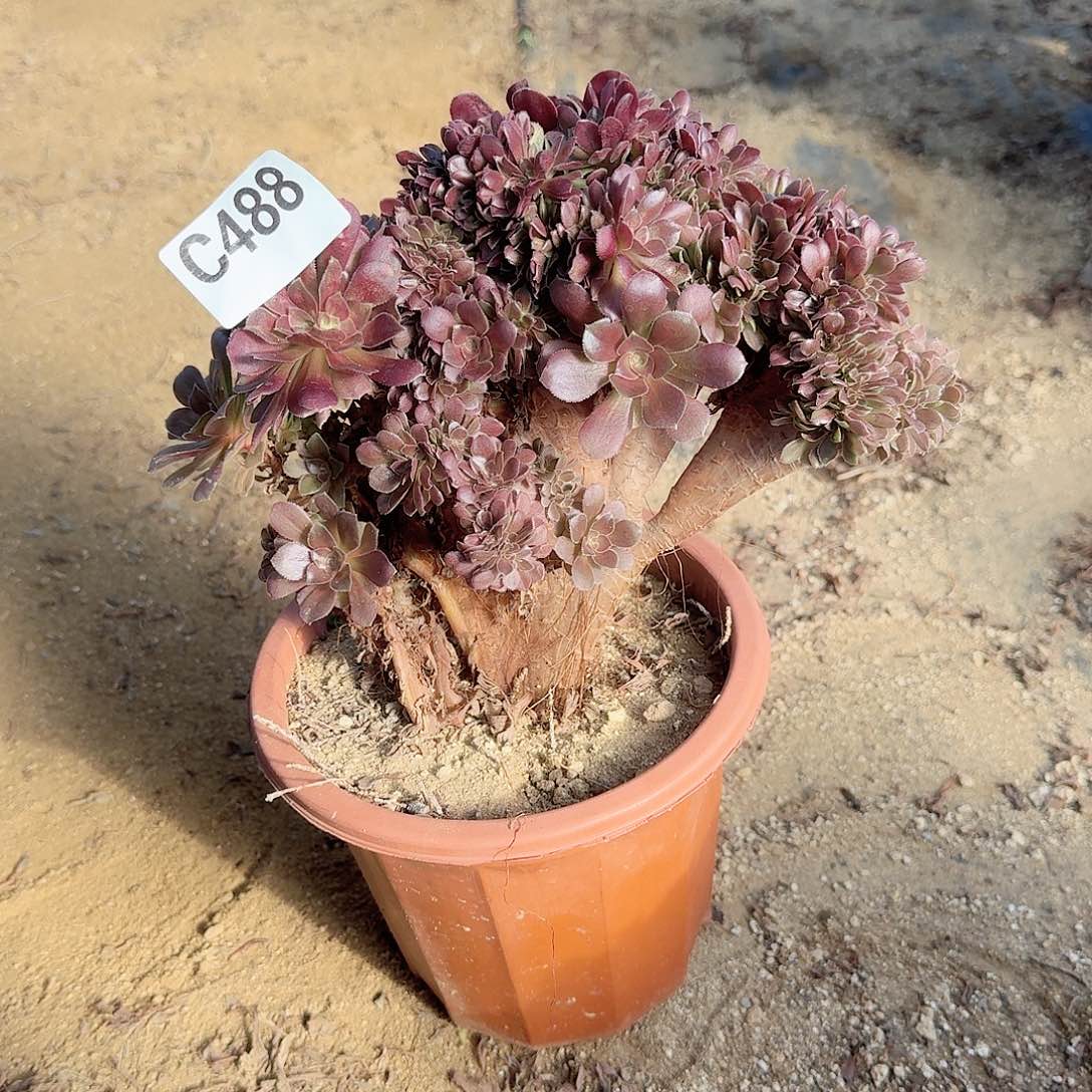 488玫瑰一颗呀呀