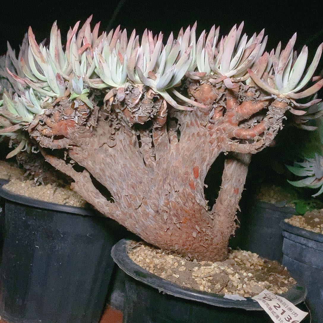 【闪购商品】雪花多肉瑕疵2136