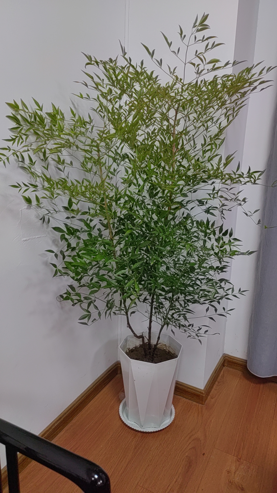 网红精品南天竹基地直发