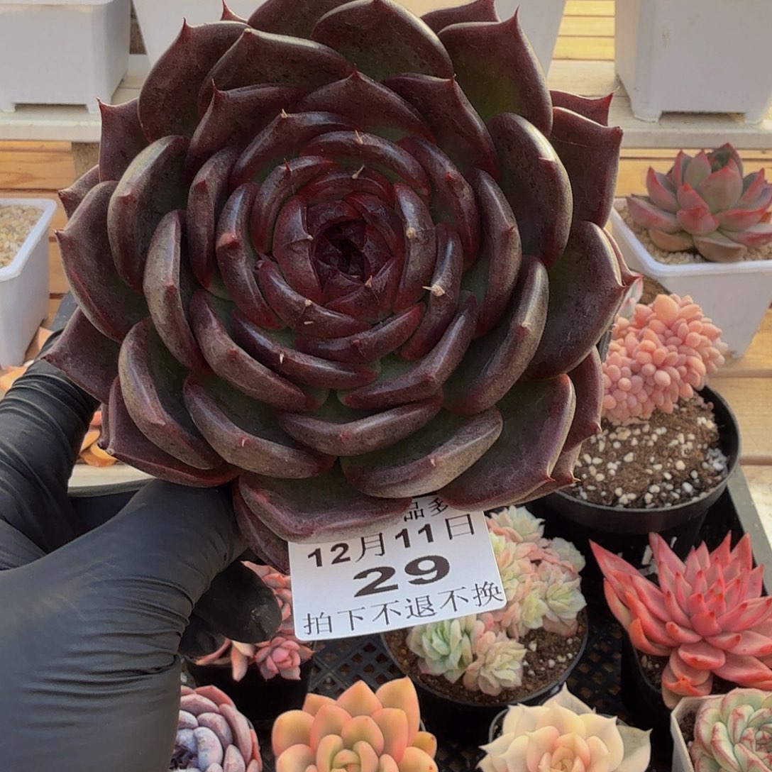 1211-29黑天鹅大单头