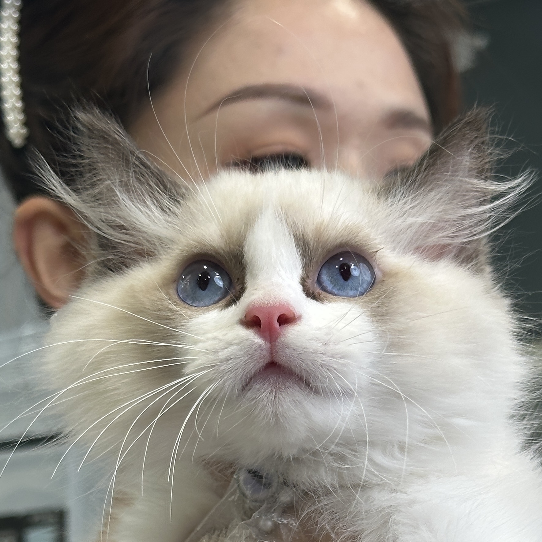 来了姊妹-海双布偶猫-弟弟-099
