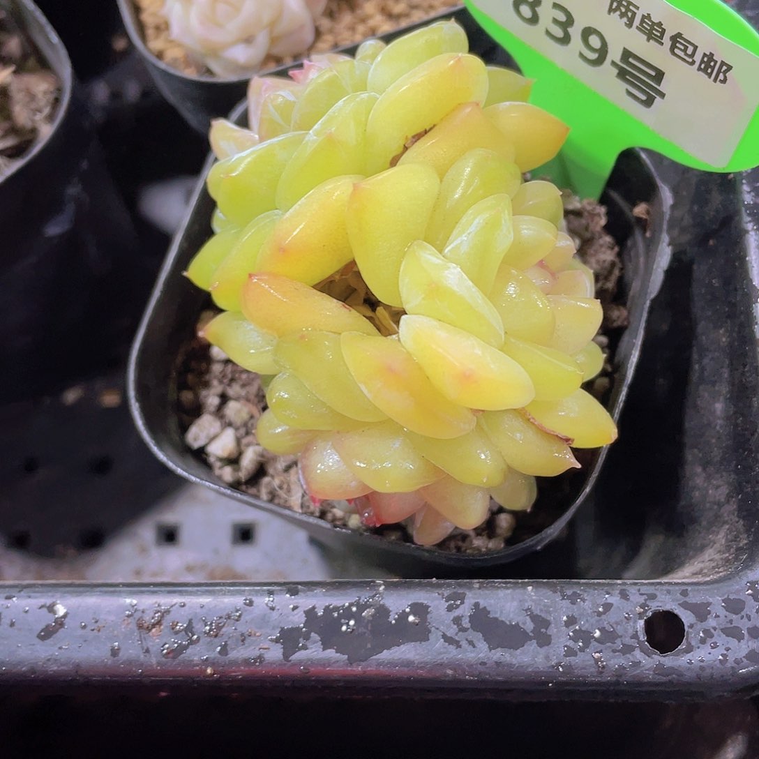 839号 绿透珍妮多头群