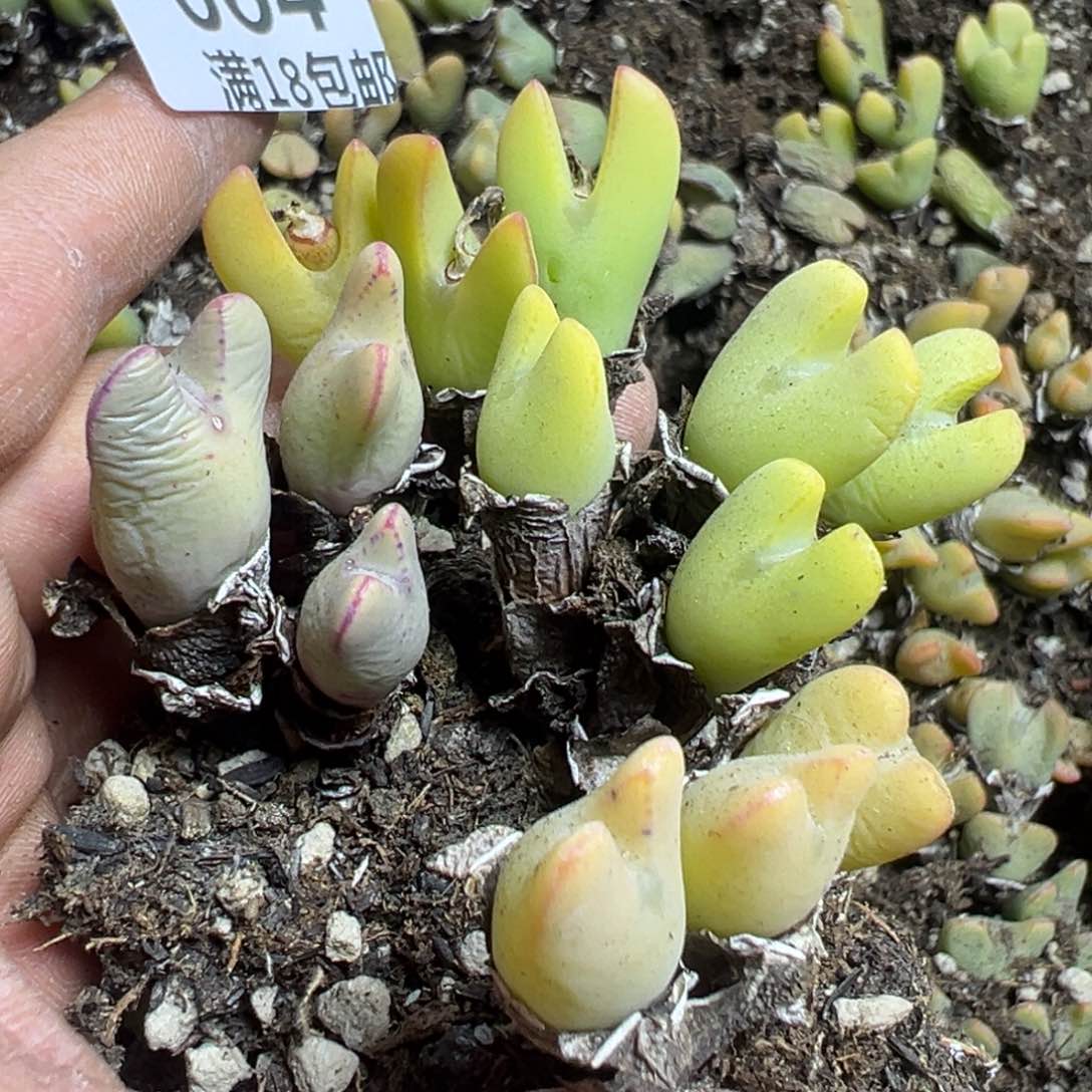 【闪购商品】 064。   