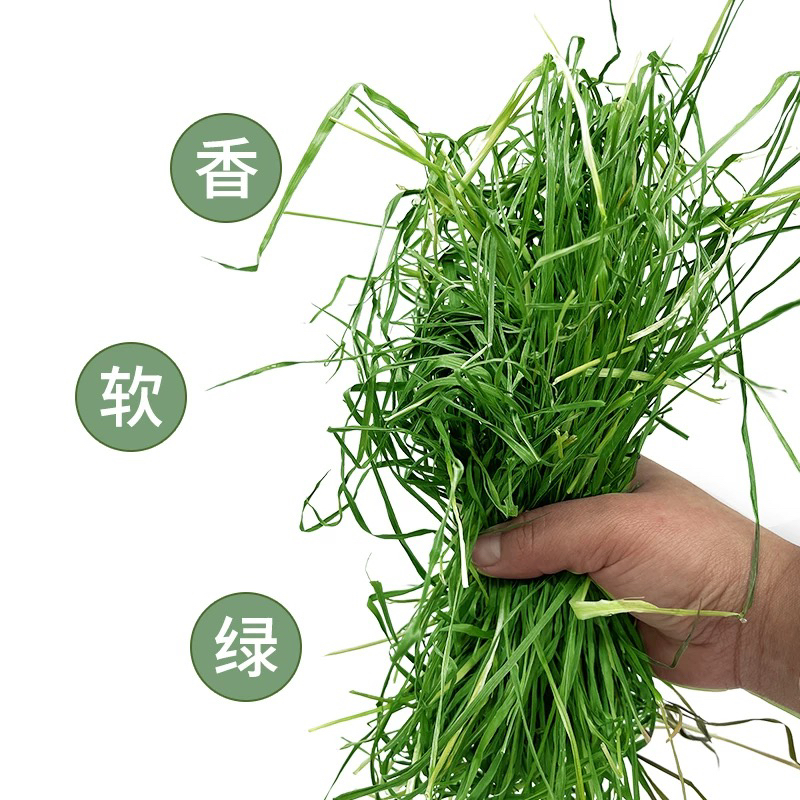 25年烘干提摩西南提草干牧草宠物兔草龙猫荷兰猪磨牙毛重1斤