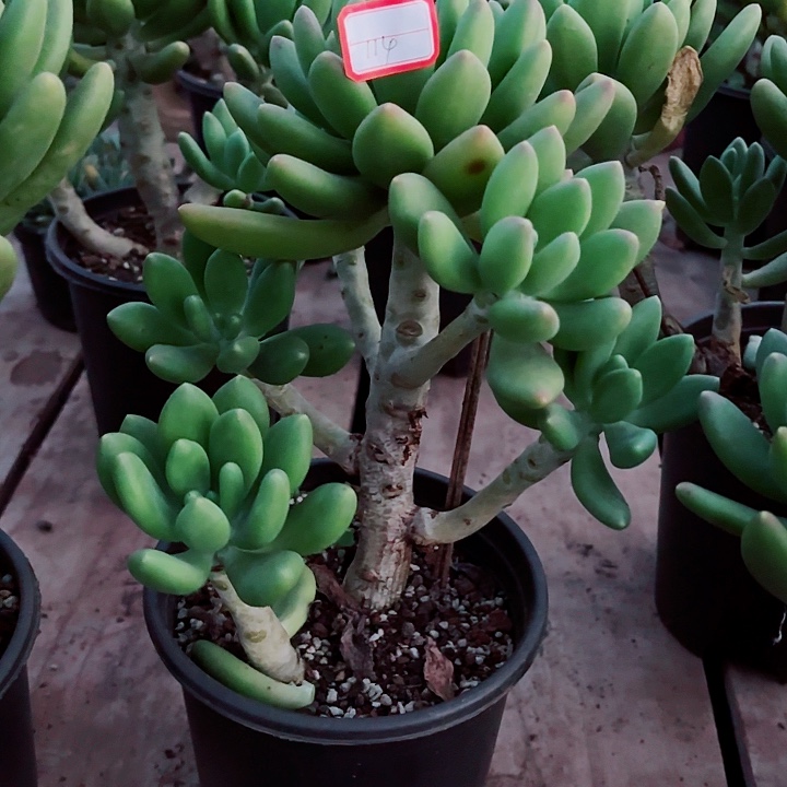 可***丽一物一拍多肉植物金蝉114号