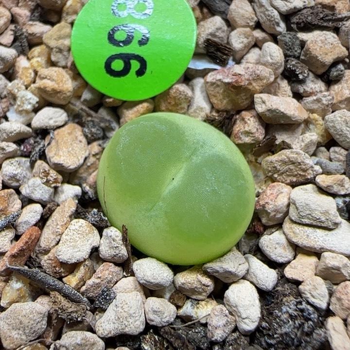 大窗拉登1.2+多肉植物998